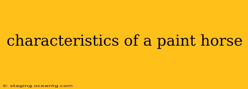 characteristics of a paint horse