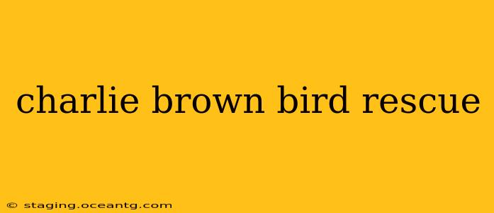 charlie brown bird rescue