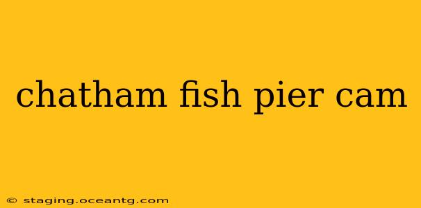 chatham fish pier cam
