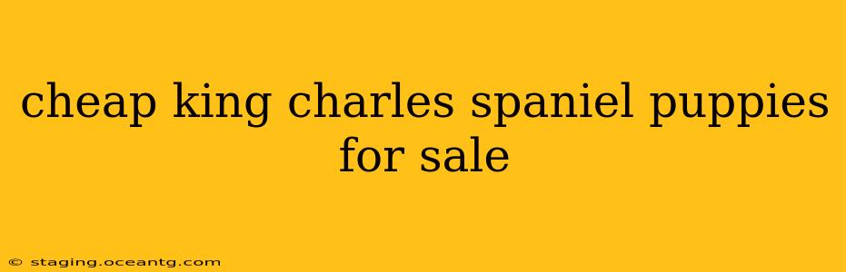 cheap king charles spaniel puppies for sale