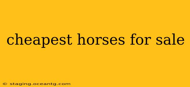 cheapest horses for sale