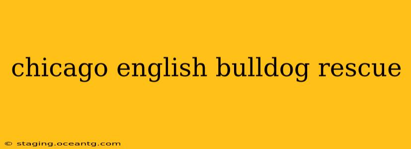 chicago english bulldog rescue