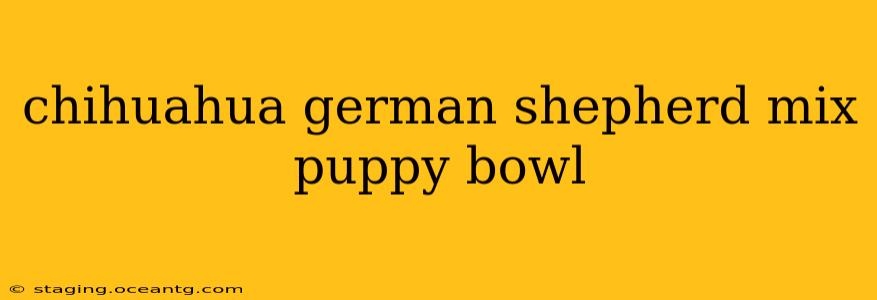 chihuahua german shepherd mix puppy bowl