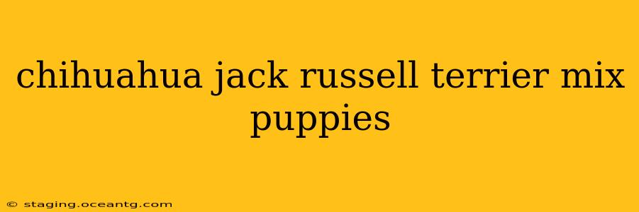 chihuahua jack russell terrier mix puppies