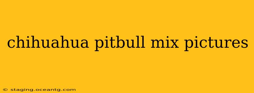 chihuahua pitbull mix pictures