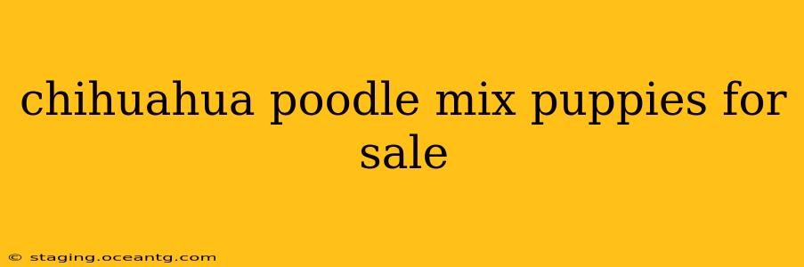 chihuahua poodle mix puppies for sale