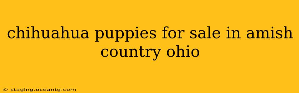 chihuahua puppies for sale in amish country ohio