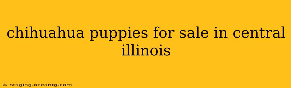 chihuahua puppies for sale in central illinois