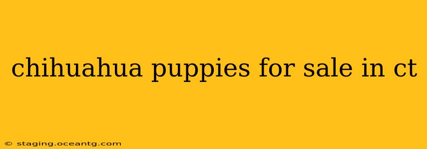 chihuahua puppies for sale in ct