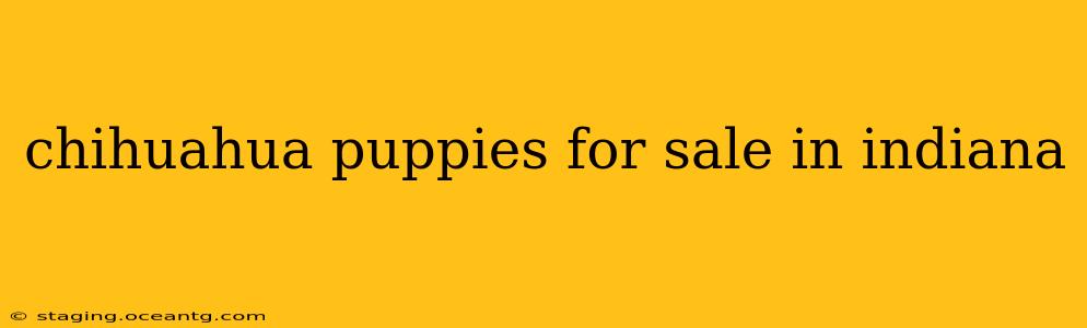 chihuahua puppies for sale in indiana