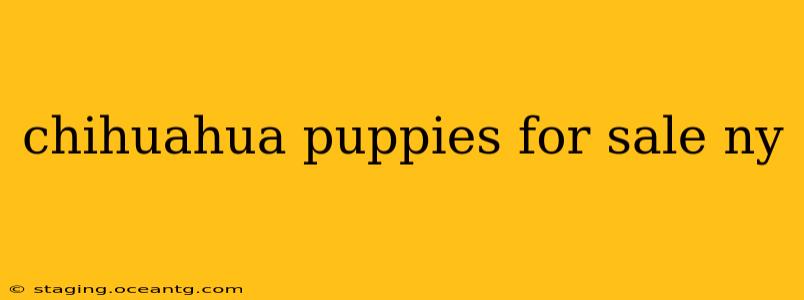 chihuahua puppies for sale ny