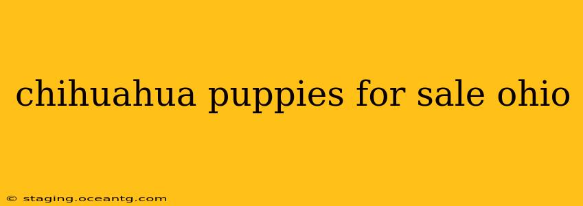 chihuahua puppies for sale ohio