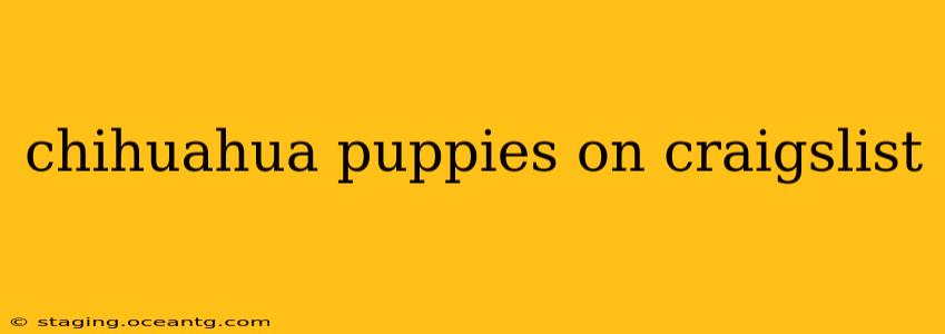 chihuahua puppies on craigslist