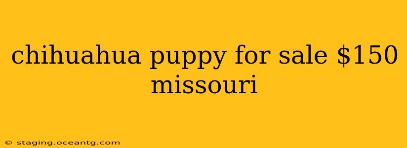 chihuahua puppy for sale $150 missouri