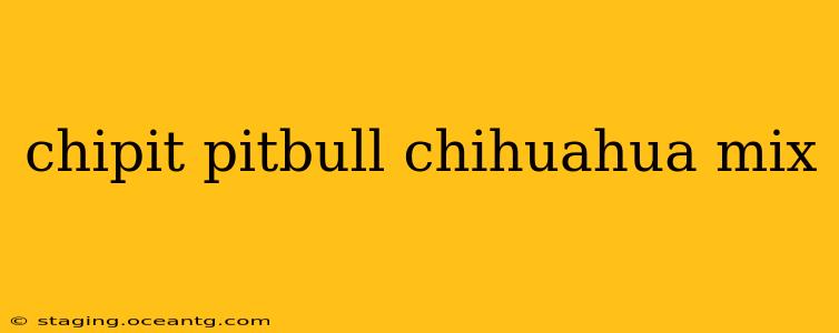 chipit pitbull chihuahua mix