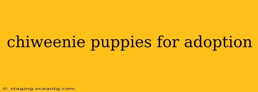 chiweenie puppies for adoption