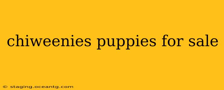 chiweenies puppies for sale