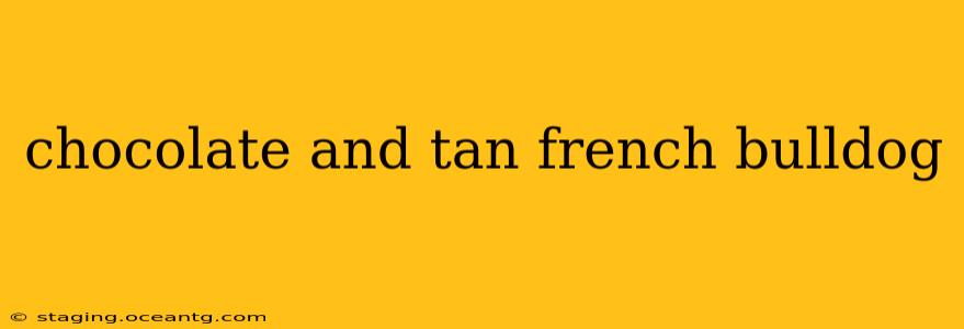 chocolate and tan french bulldog