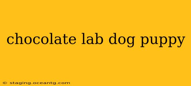 chocolate lab dog puppy