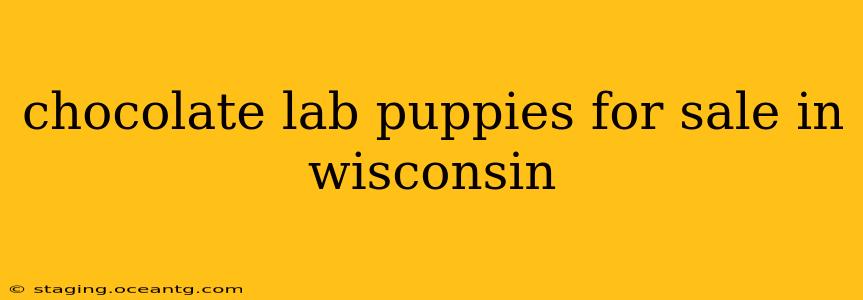 chocolate lab puppies for sale in wisconsin