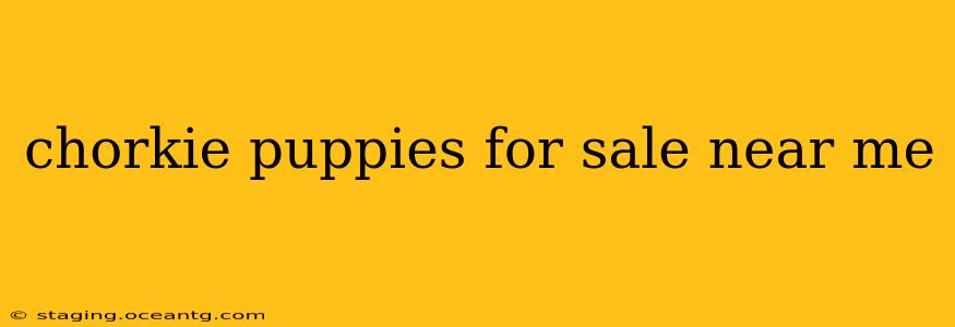 chorkie puppies for sale near me