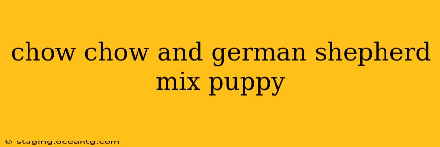 chow chow and german shepherd mix puppy