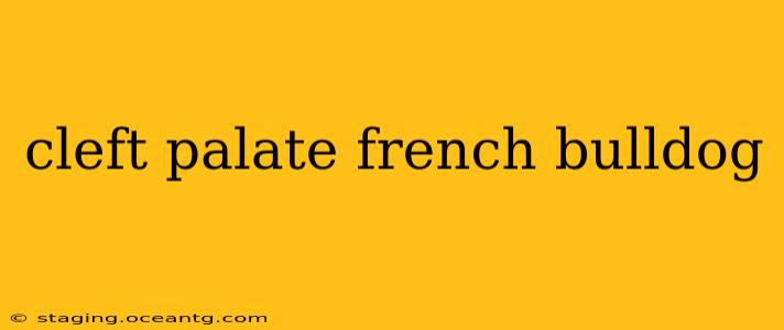 cleft palate french bulldog