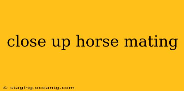 close up horse mating
