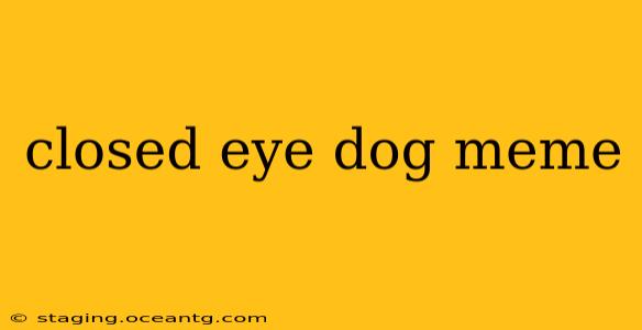 closed eye dog meme
