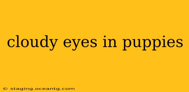 cloudy eyes in puppies