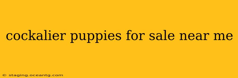cockalier puppies for sale near me