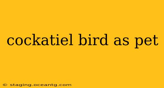 cockatiel bird as pet