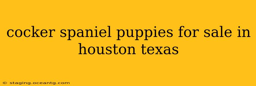 cocker spaniel puppies for sale in houston texas