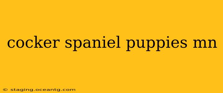 cocker spaniel puppies mn