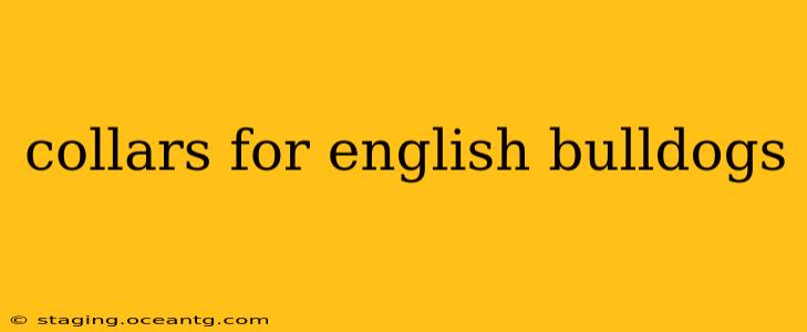 collars for english bulldogs