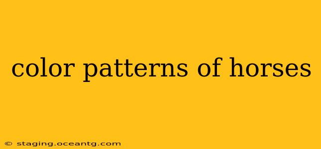 color patterns of horses