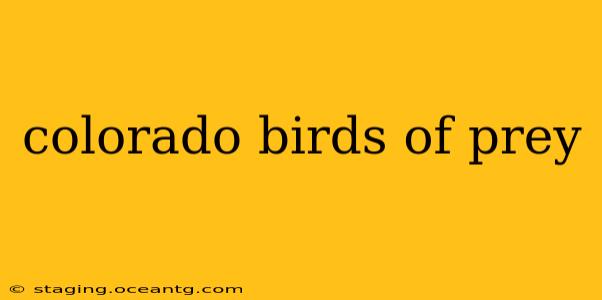 colorado birds of prey