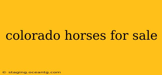 colorado horses for sale