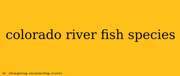 colorado river fish species