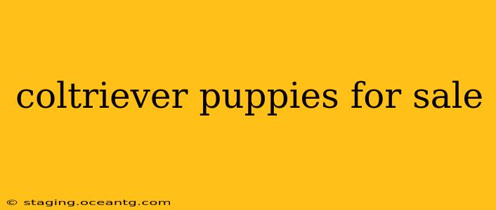 coltriever puppies for sale
