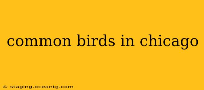 common birds in chicago