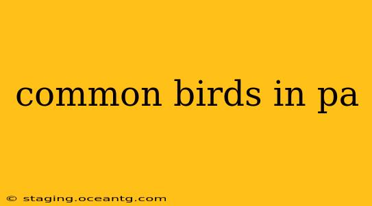 common birds in pa