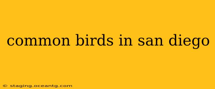 common birds in san diego