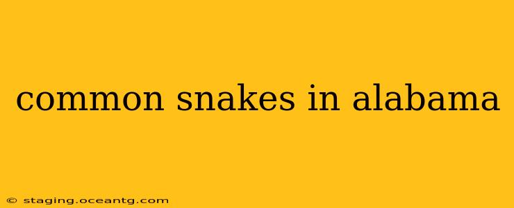 common snakes in alabama