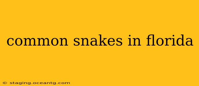 common snakes in florida