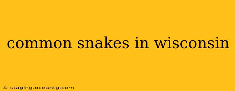 common snakes in wisconsin