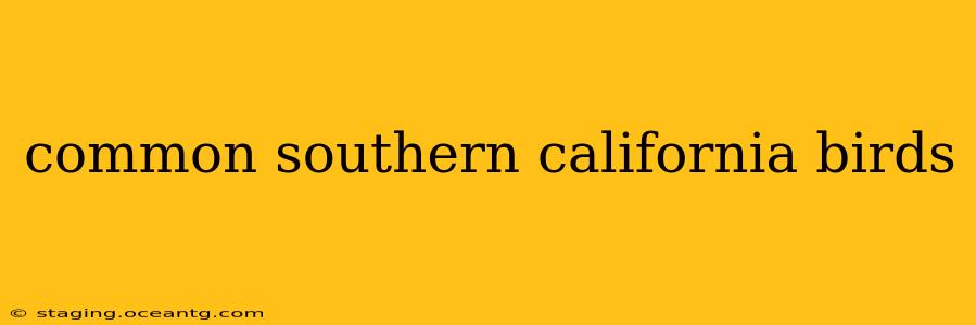 common southern california birds