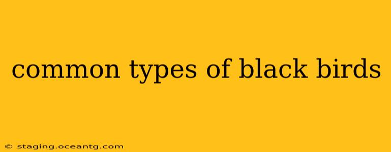 common types of black birds