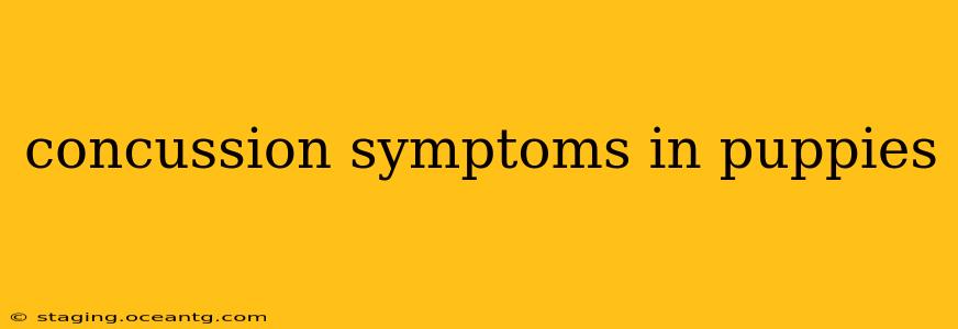 concussion symptoms in puppies