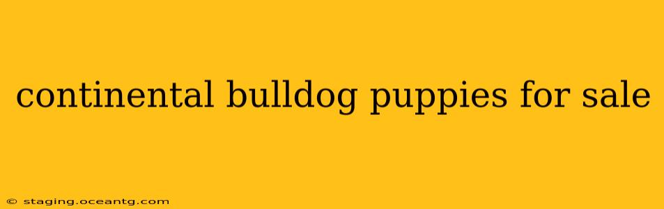 continental bulldog puppies for sale